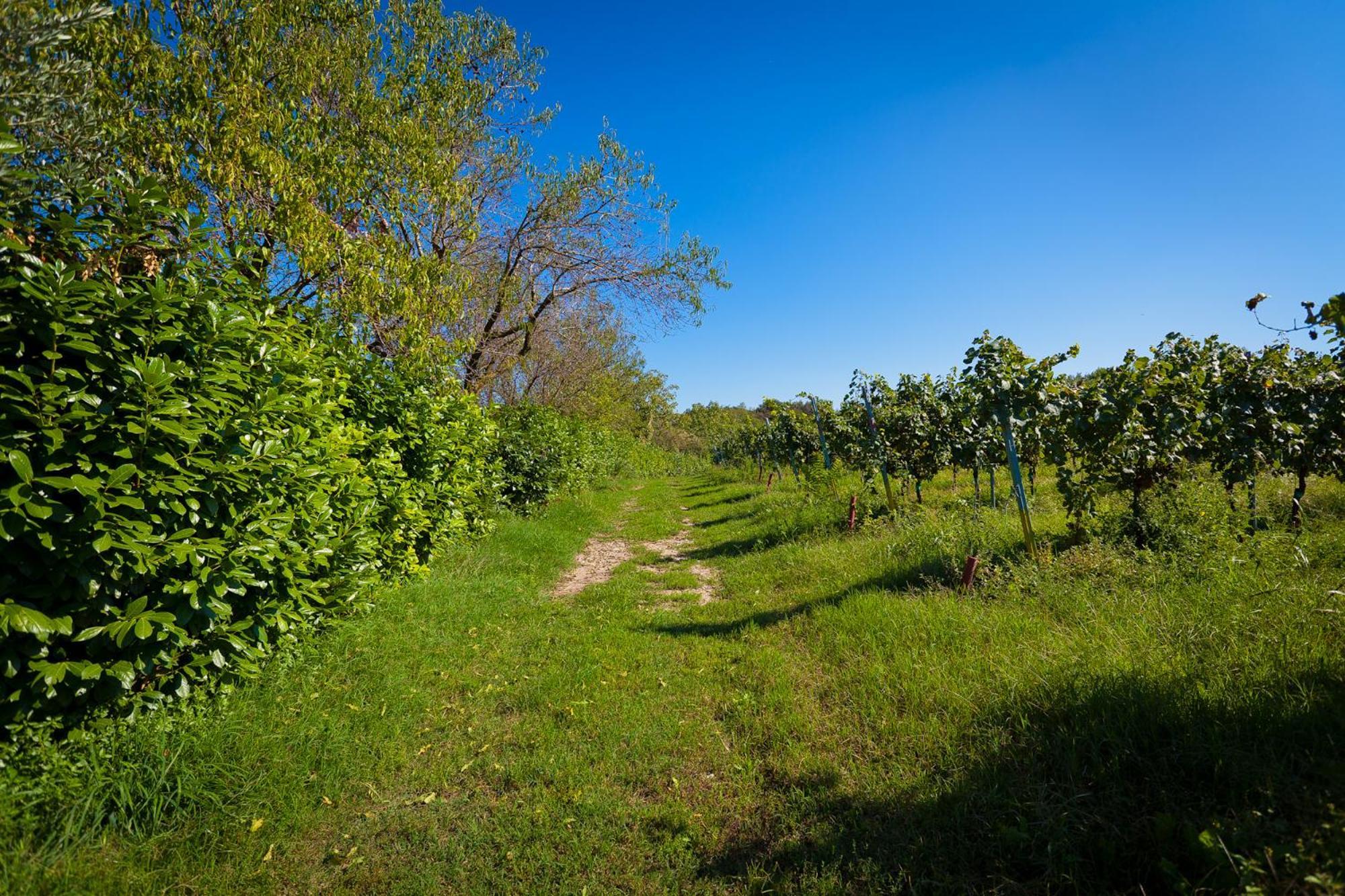 Agriturismo Con Cucina Tipica Nuova Scardua Cavriana ภายนอก รูปภาพ